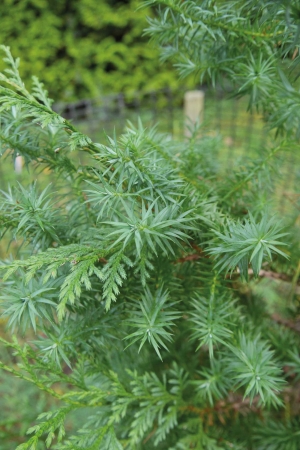 Golden Vietnamese Cypress short spiky leaves